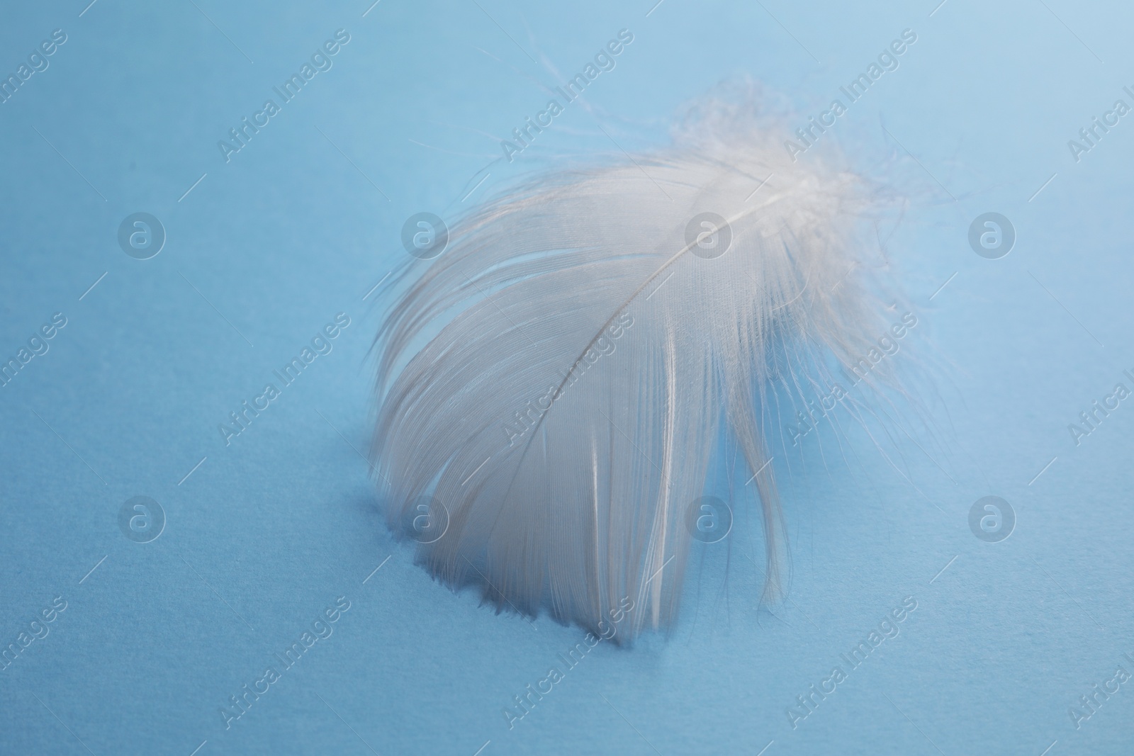 Photo of Fluffy white feather on light blue background, closeup