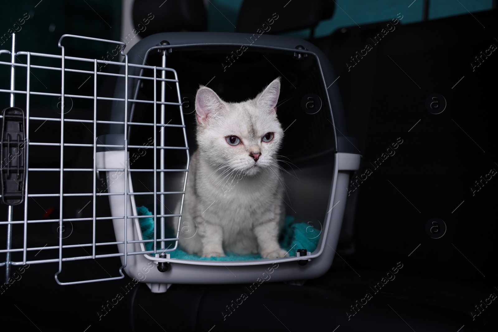 Photo of Cute white British Shorthair cat inside pet carrier in car