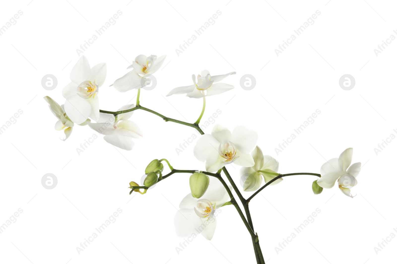 Photo of Branch with beautiful orchid flowers on white background. Tropical plant