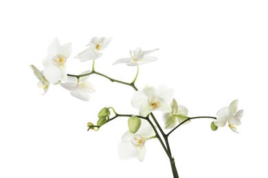 Branch with beautiful orchid flowers on white background. Tropical plant