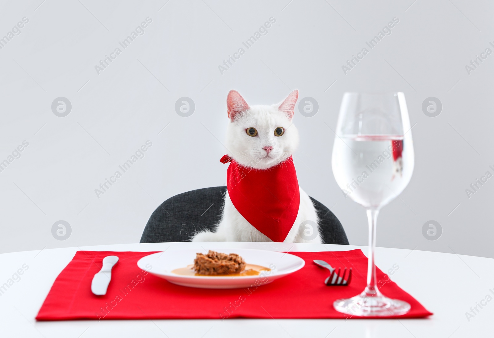 Photo of Cute cat sitting at served dining table against white background