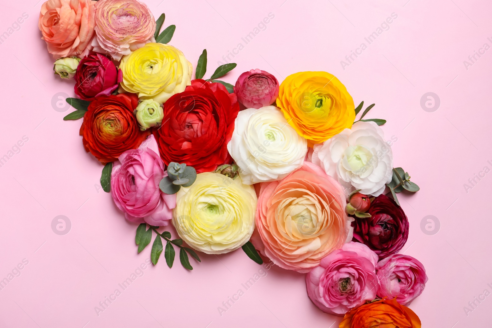 Photo of Beautiful ranunculus flowers on pink background, flat lay