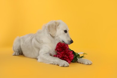 Photo of Cute Labrador Retriever with beautiful peony flowers on yellow background