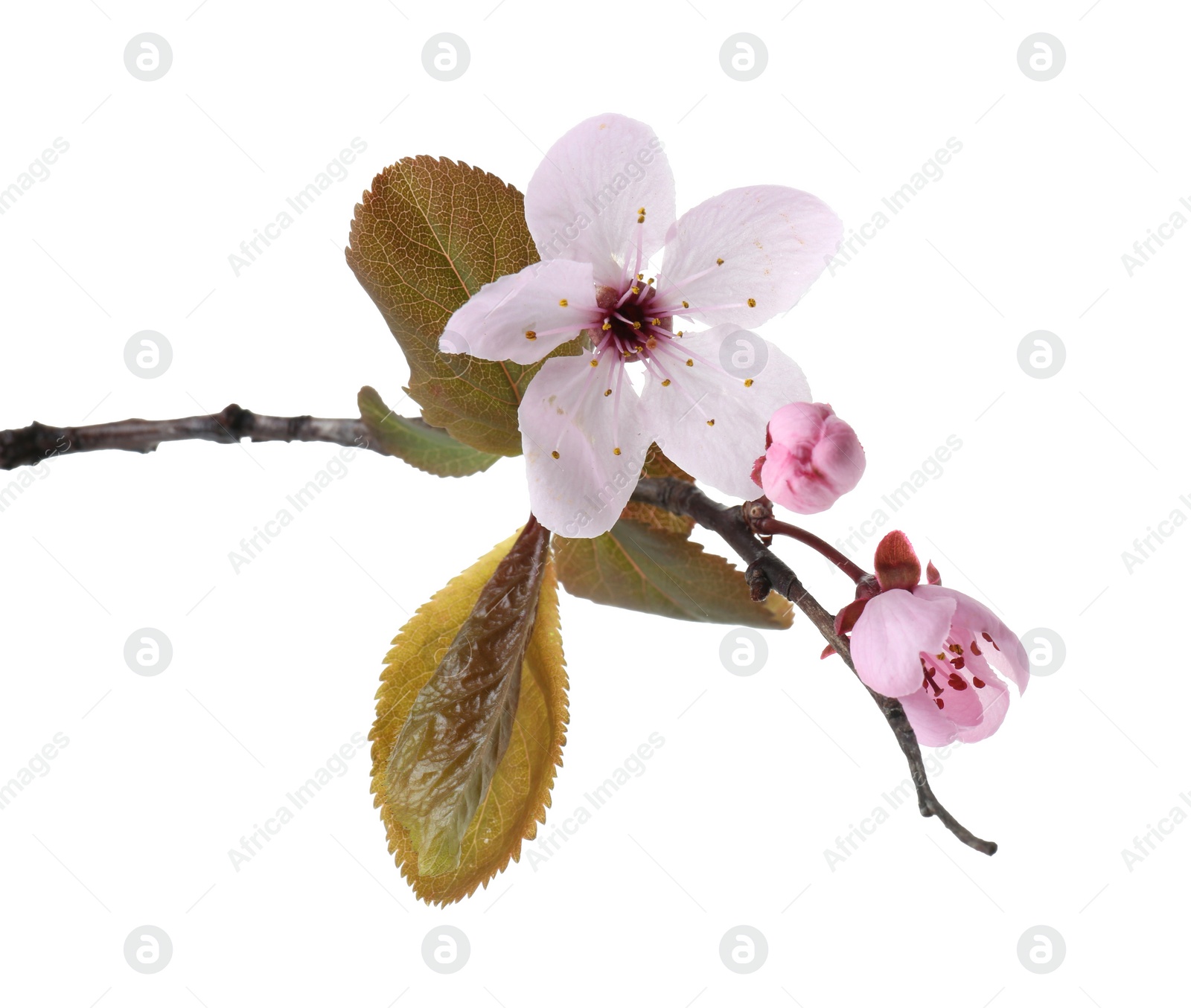 Photo of Tree branch with beautiful blossoms isolated on white. Spring season