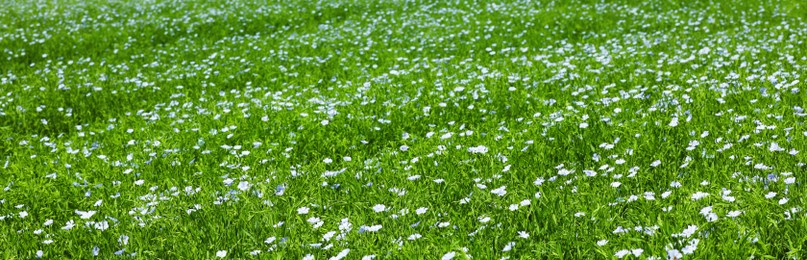 Image of Picturesque view of beautiful blooming flax field. Banner design