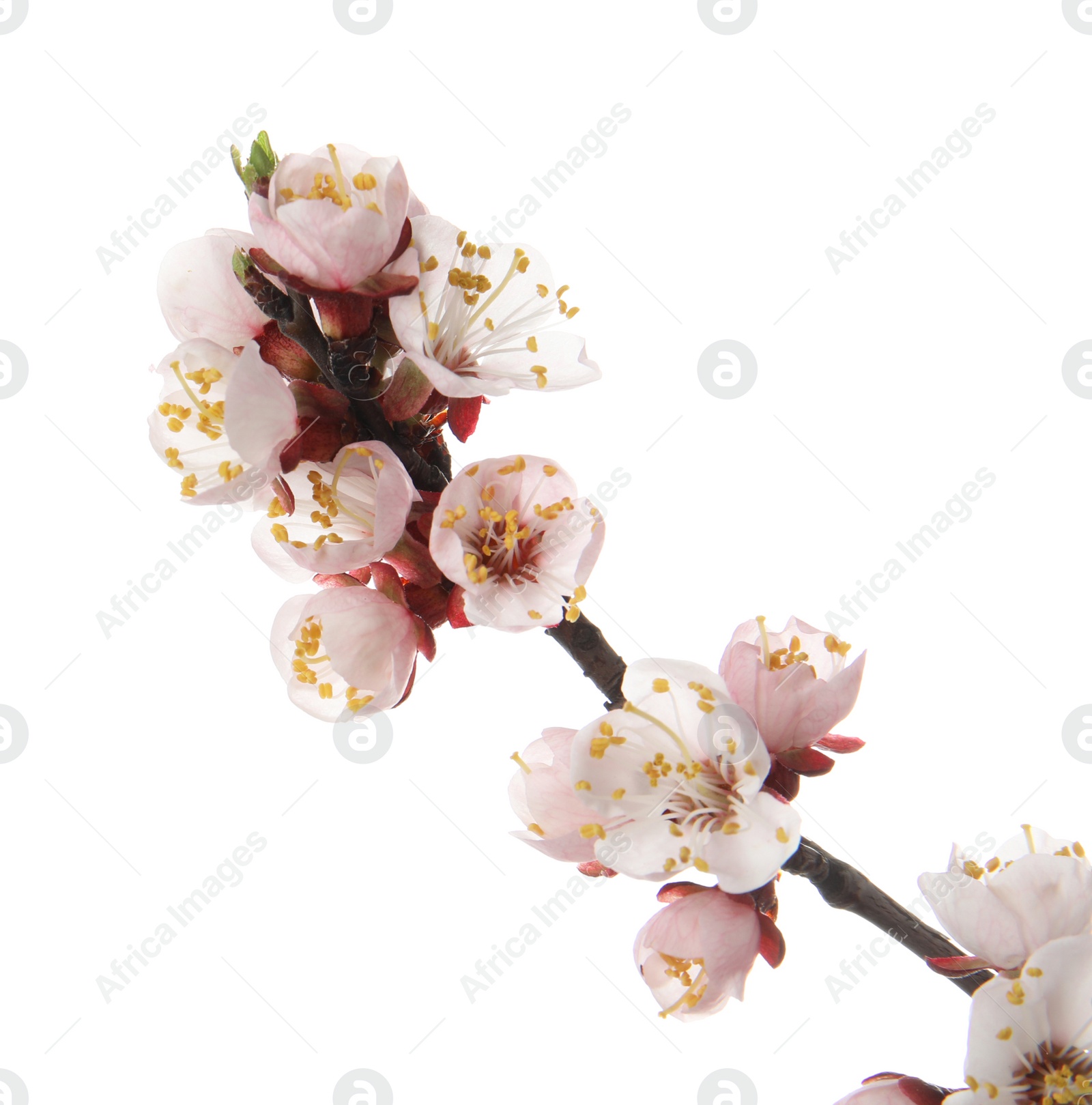 Photo of Beautiful blossoming apricot tree branch on white background