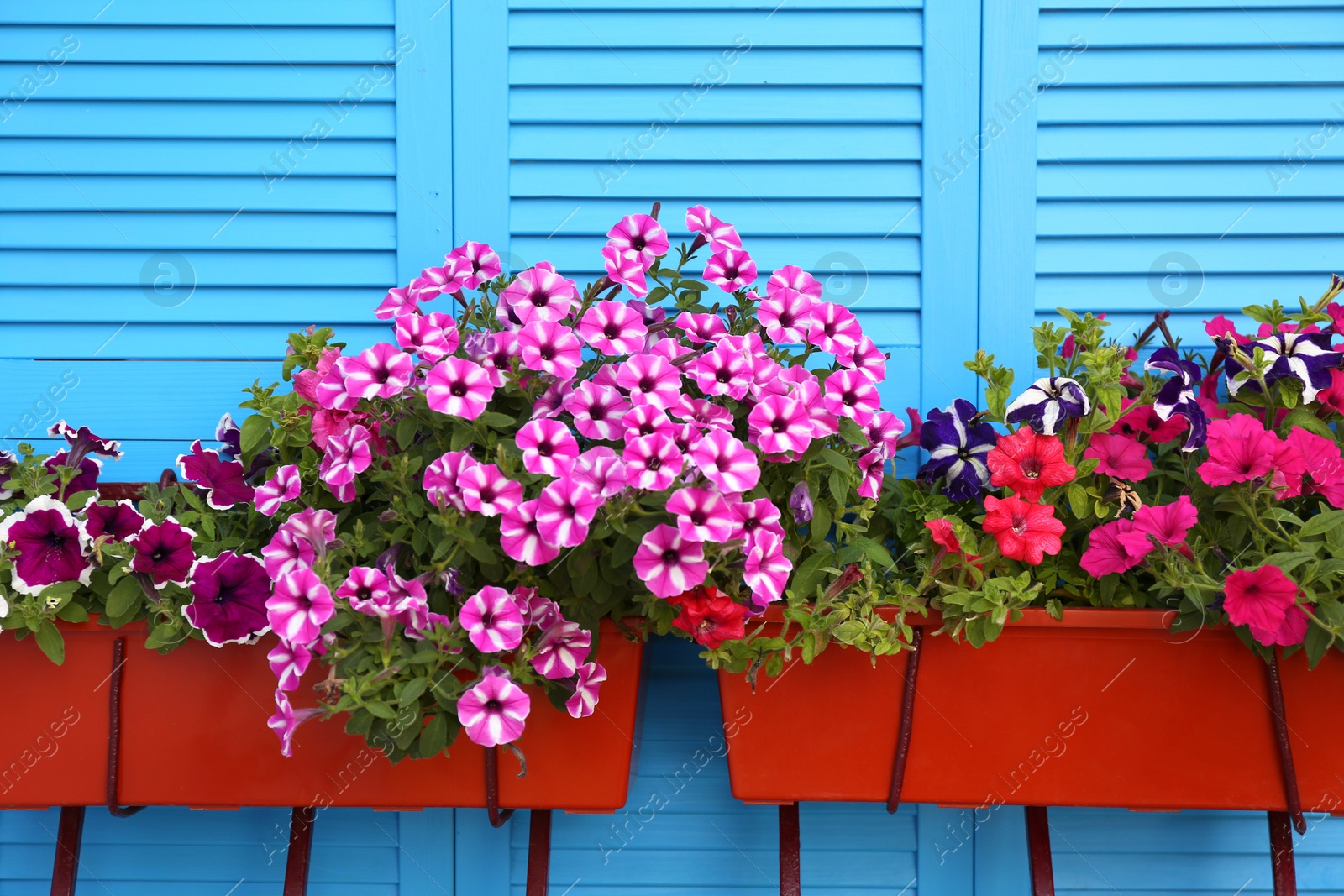 Photo of Beautiful bright petunia flowers in pots outdoors