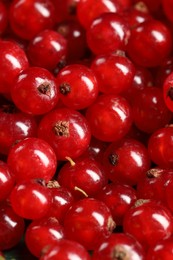 Many ripe red currants as background, closeup