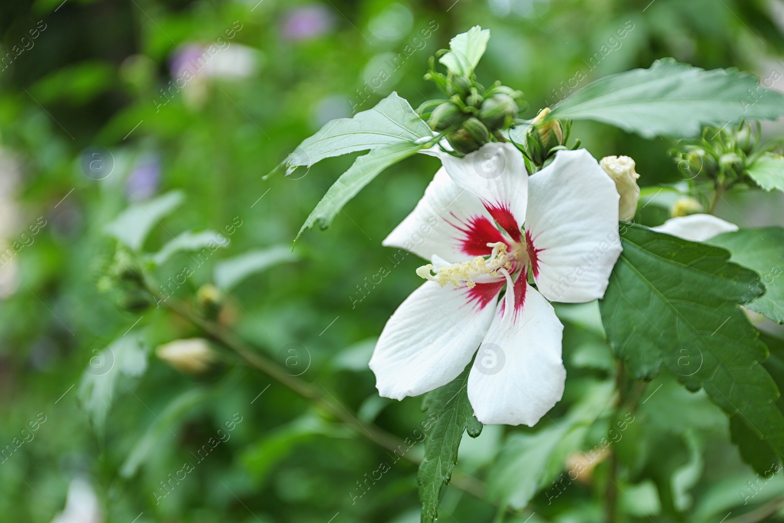 Photo of Beautiful tropical Hibiscus flower on bush outdoors