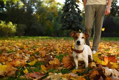 Photo of Man with adorable Jack Russell Terrier in autumn park, closeup. Dog walking