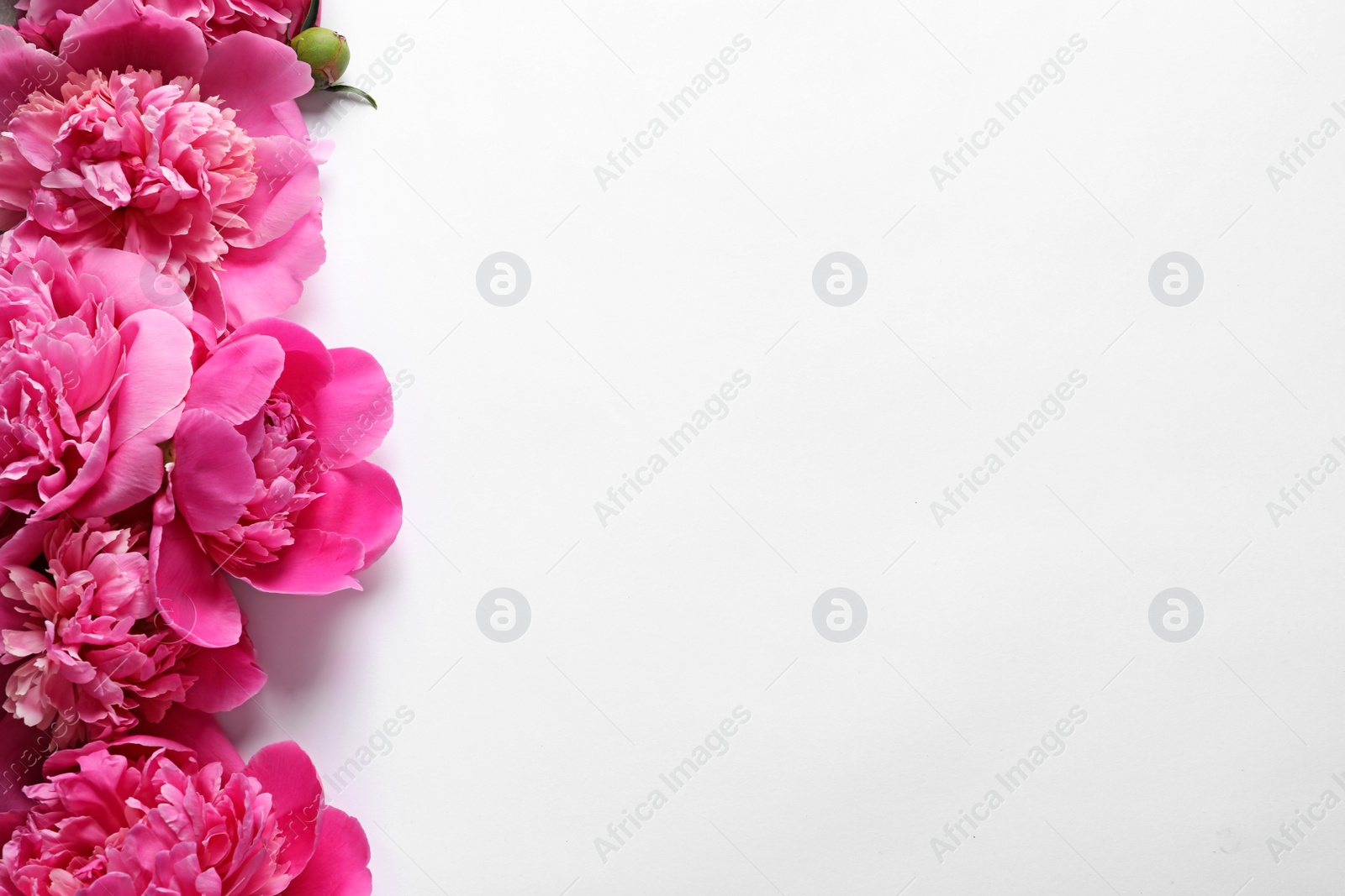 Photo of Beautiful peony flowers on white background, top view