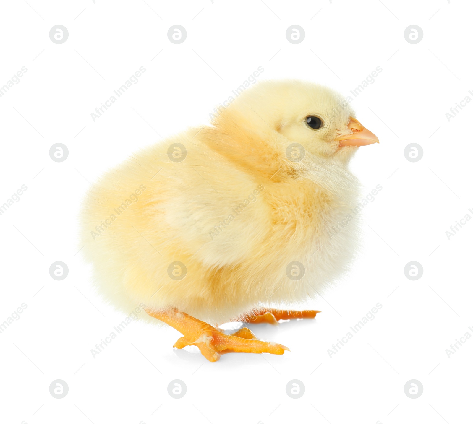 Photo of Cute fluffy baby chicken on white background. Farm animal