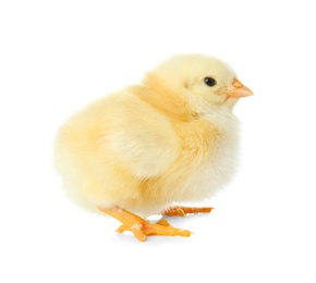 Cute fluffy baby chicken on white background. Farm animal