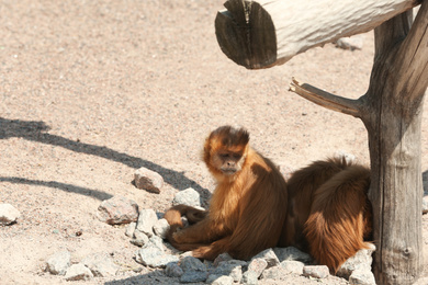 Photo of Cute capuchin monkeys at enclosure in zoo on sunny day