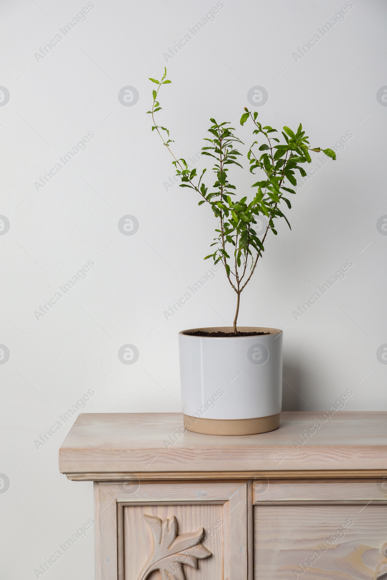 Photo of Pomegranate plant with green leaves in pot on wooden table near white wall