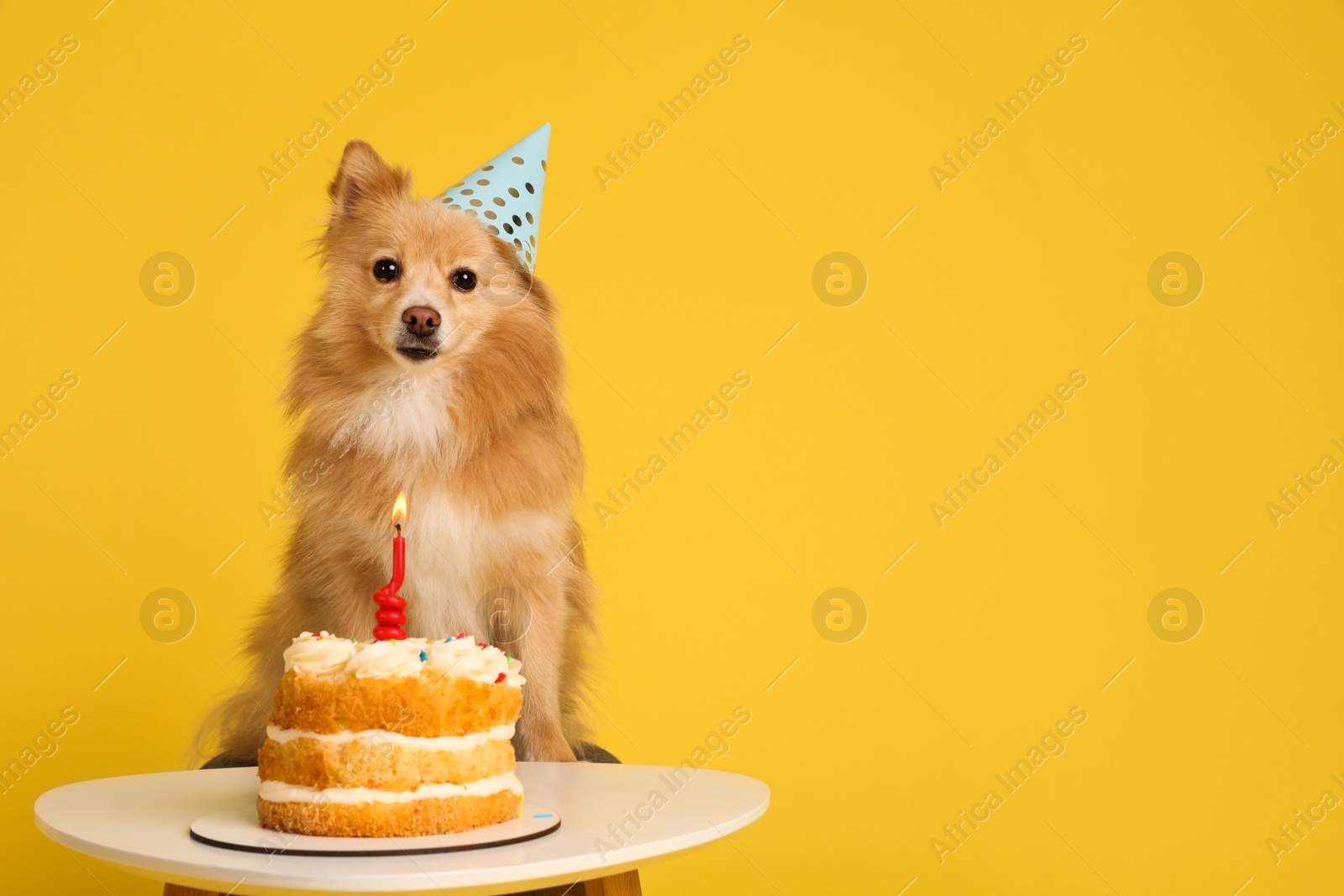 Photo of Cute dog wearing party hat at table with delicious birthday cake on yellow background. Space for text