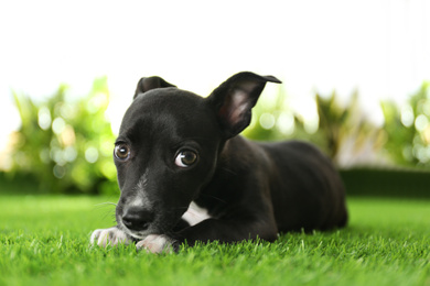 Cute little puppy on green grass. Baby animal