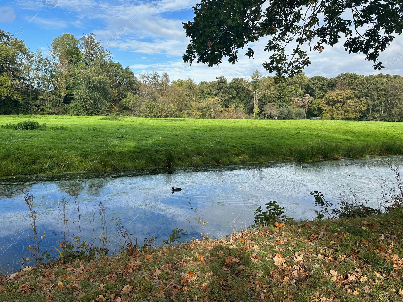 Photo of Beautiful water channel, green grass and trees in park