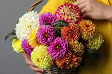 Woman with basket of beautiful dahlia flowers on grey background, closeup