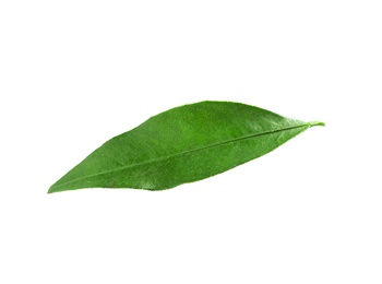 Fresh green tangerine leaf on white background