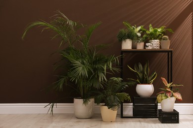 Photo of Many different houseplants near brown wall in room