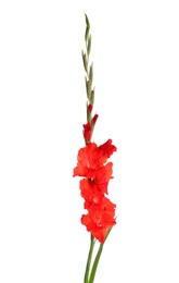 Photo of Beautiful red gladiolus flowers on white background