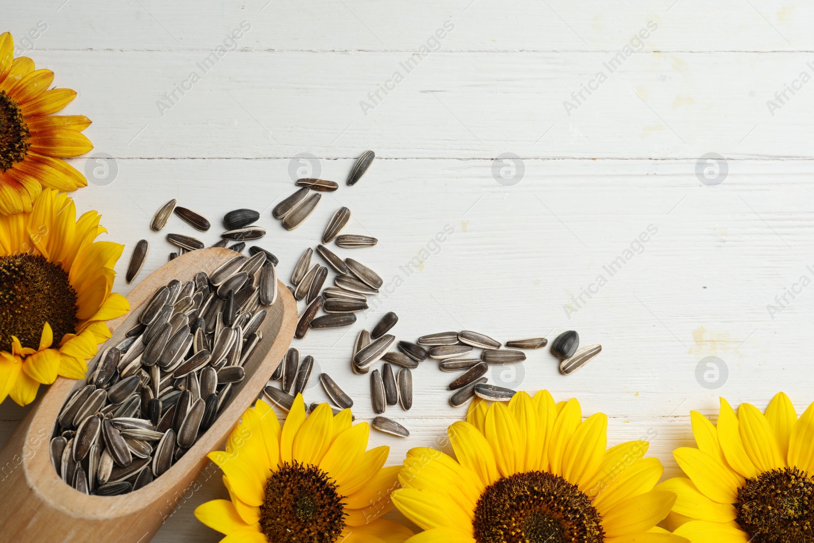 Photo of Raw sunflower seeds and flowers on white wooden table, flat lay. Space for text