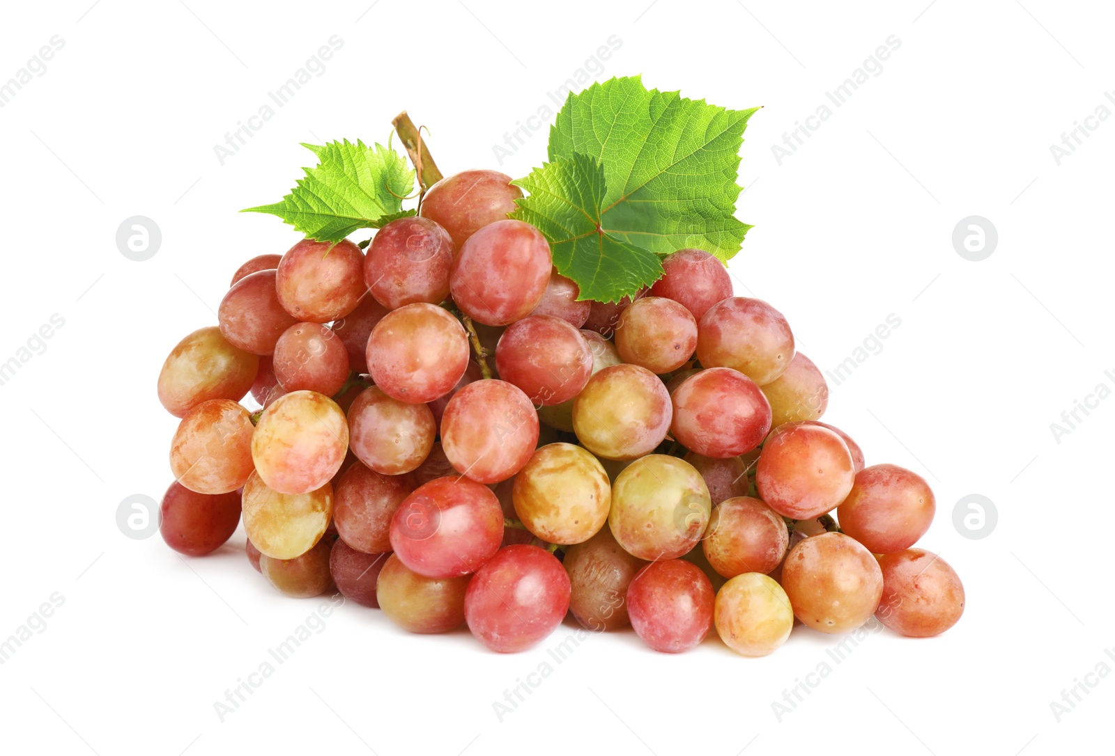 Photo of Bunch of fresh ripening red grapes with leaves isolated on white