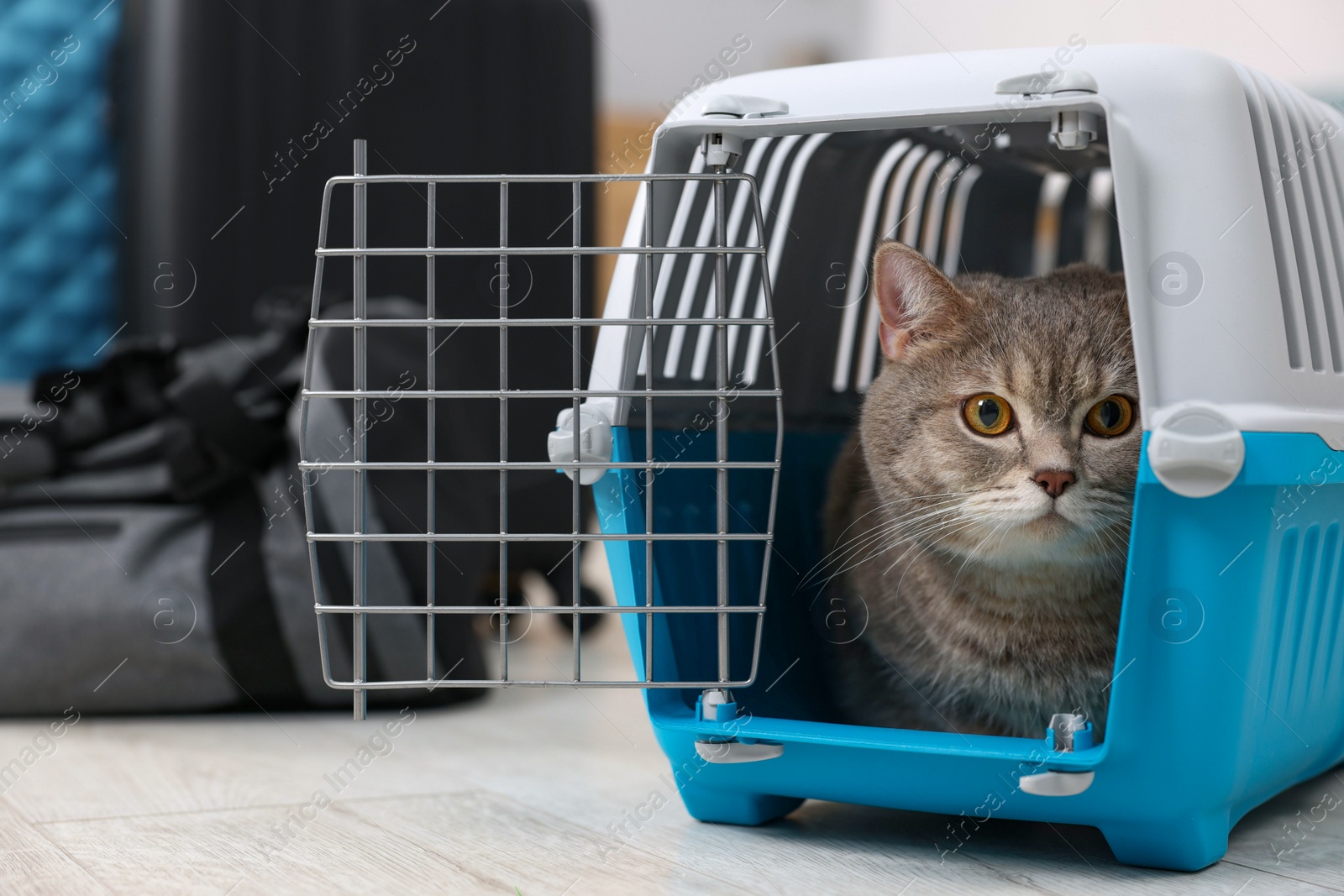 Photo of Travel with pet. Cute cat in carrier indoors