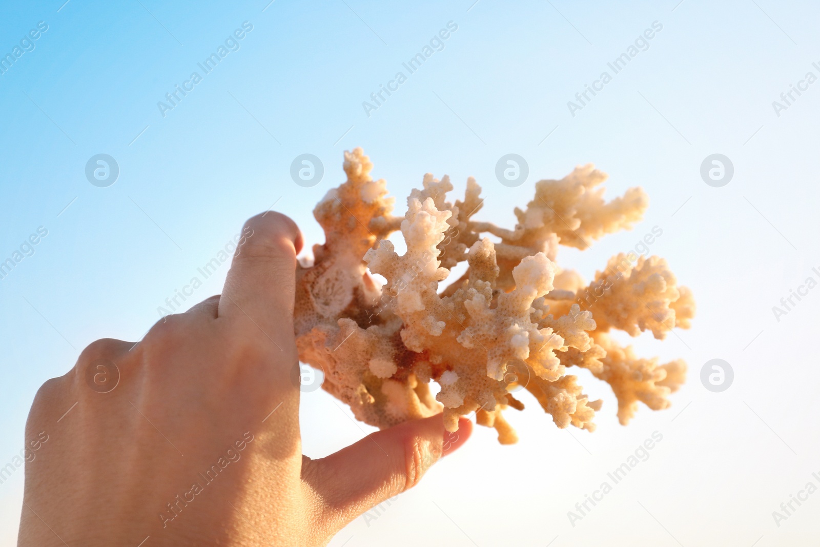 Photo of Woman holding beautiful coral against blue sky, closeup