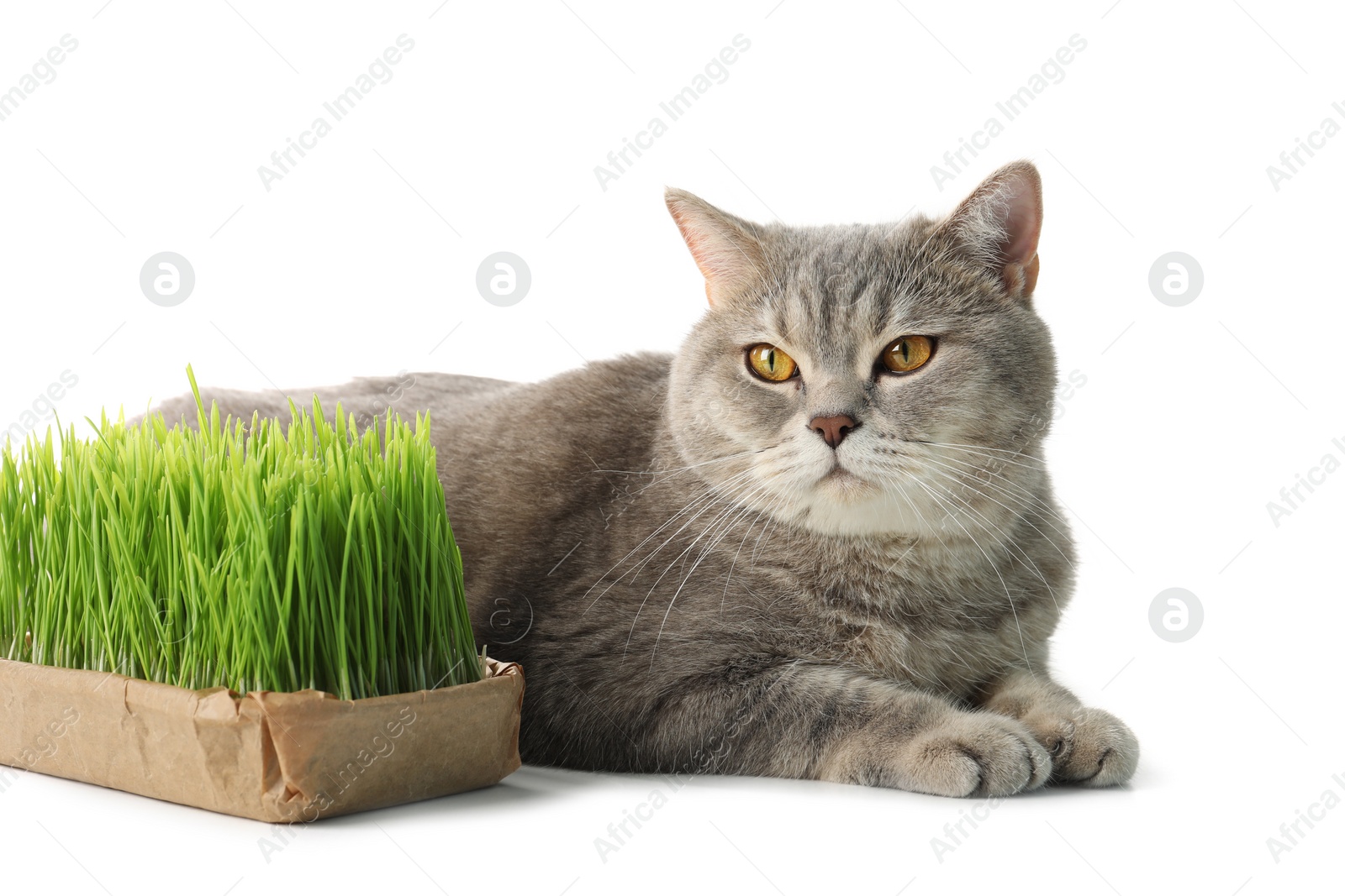 Photo of Cute cat and fresh green grass isolated on white