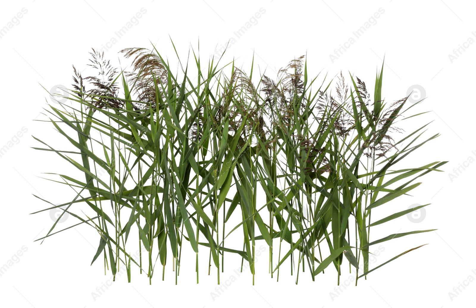 Photo of Beautiful reeds with lush green leaves and seed heads on white background