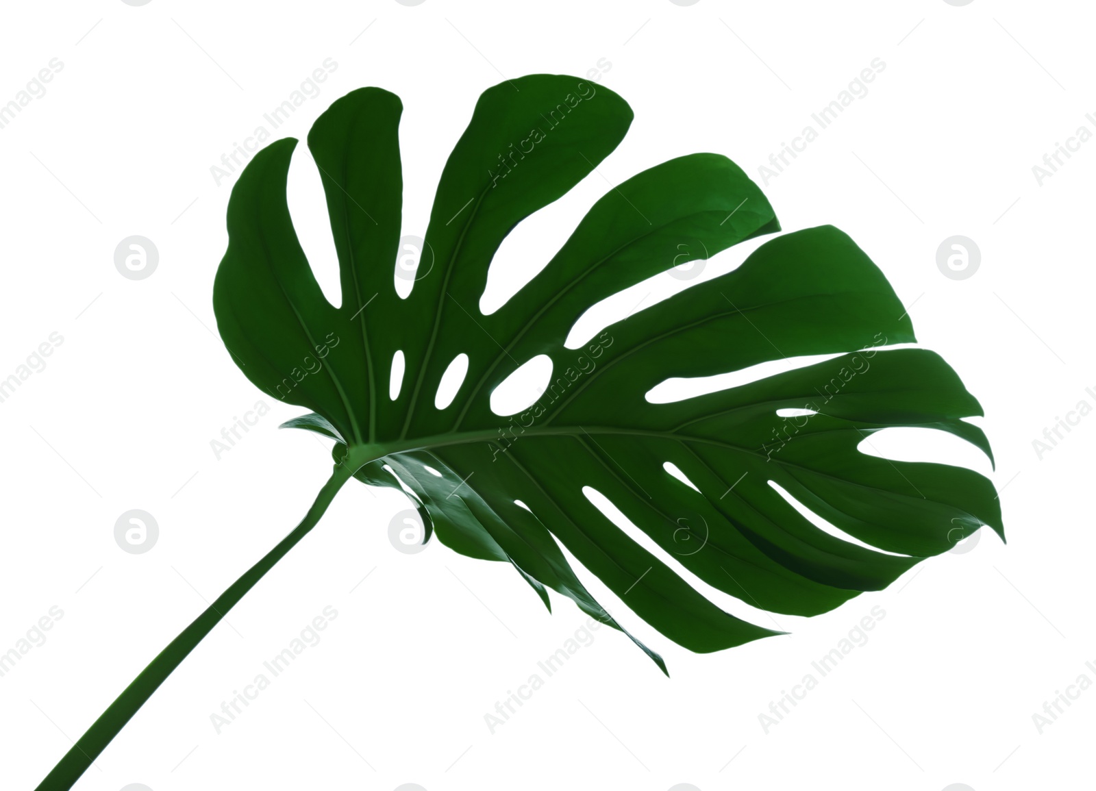 Photo of Beautiful monstera leaf isolated on white. Tropical plant