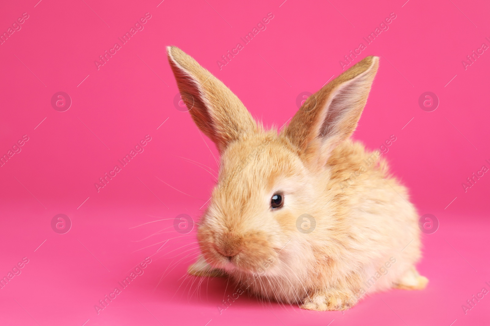 Photo of Adorable furry Easter bunny on color background