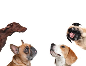 Image of Set with different cute dogs on white background. Adorable pets