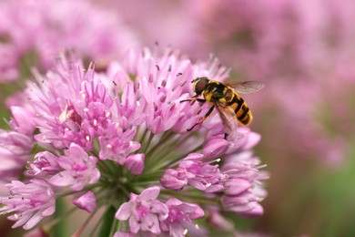 Photo of Honeybee collecting pollen from beautiful flower outdoors, closeup