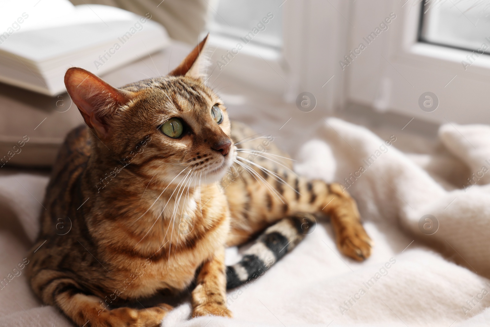 Photo of Cute Bengal cat on windowsill at home, space for text. Adorable pet