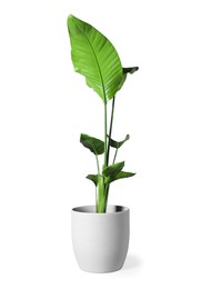 Photo of Beautiful houseplant in pot isolated on white