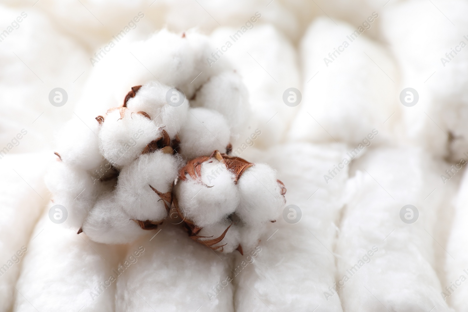 Photo of Soft flowers on clean cotton, closeup. Space for text
