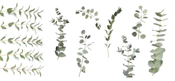 Image of Eucalyptus branches with fresh leaves on white background, collage. Banner design