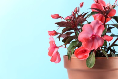 Photo of Impatiens in terracotta flower pot on light blue background, closeup. Space for text