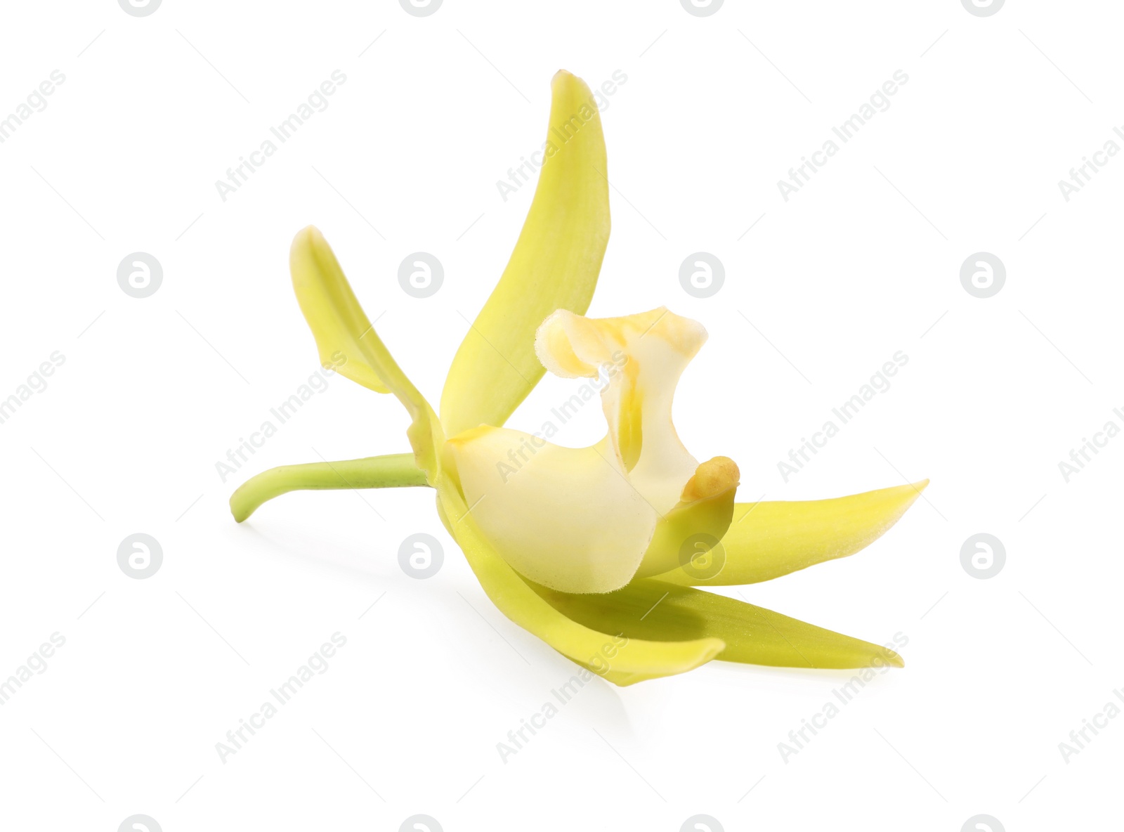 Photo of Yellow vanilla orchid flower isolated on white