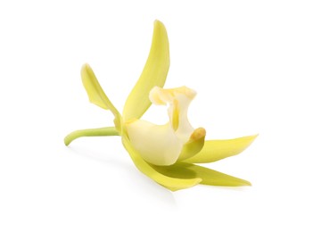 Yellow vanilla orchid flower isolated on white