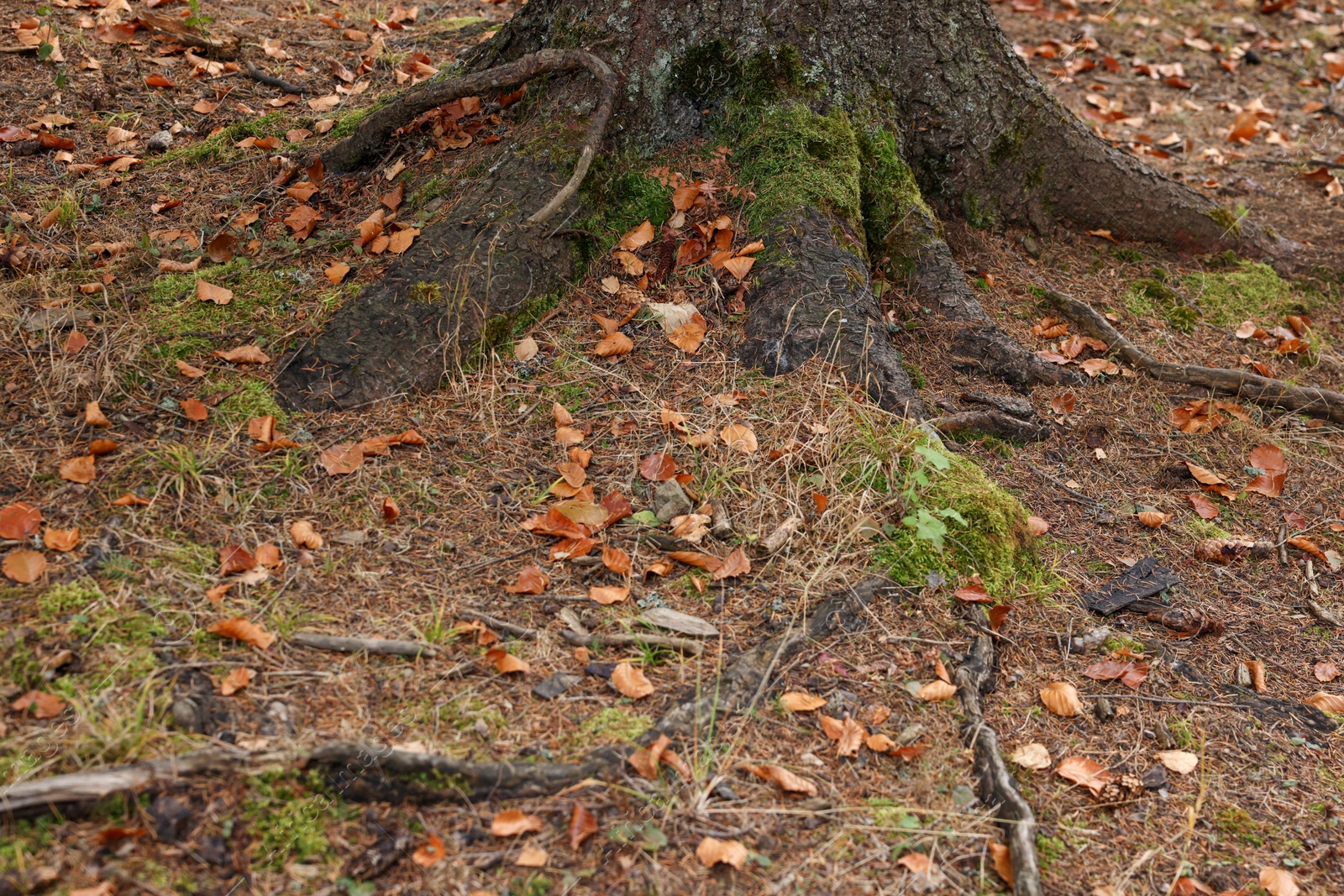 Photo of Tree roots covered with moss visible through soil in autumn forest