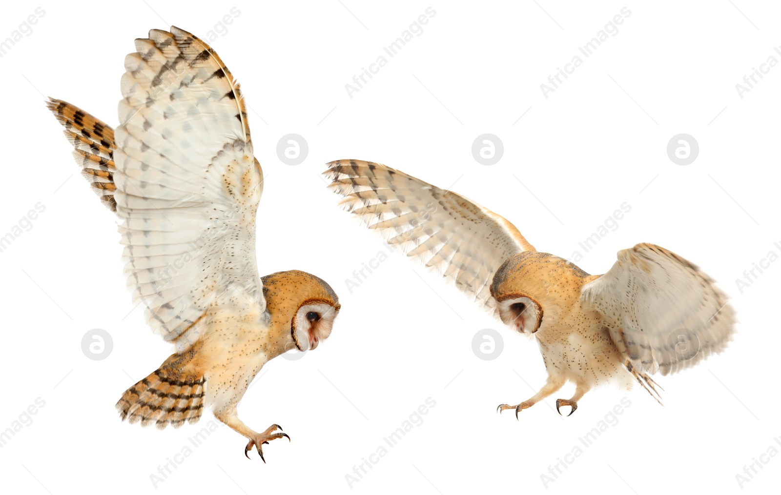 Image of Collage with photos of beautiful barn owl on white background