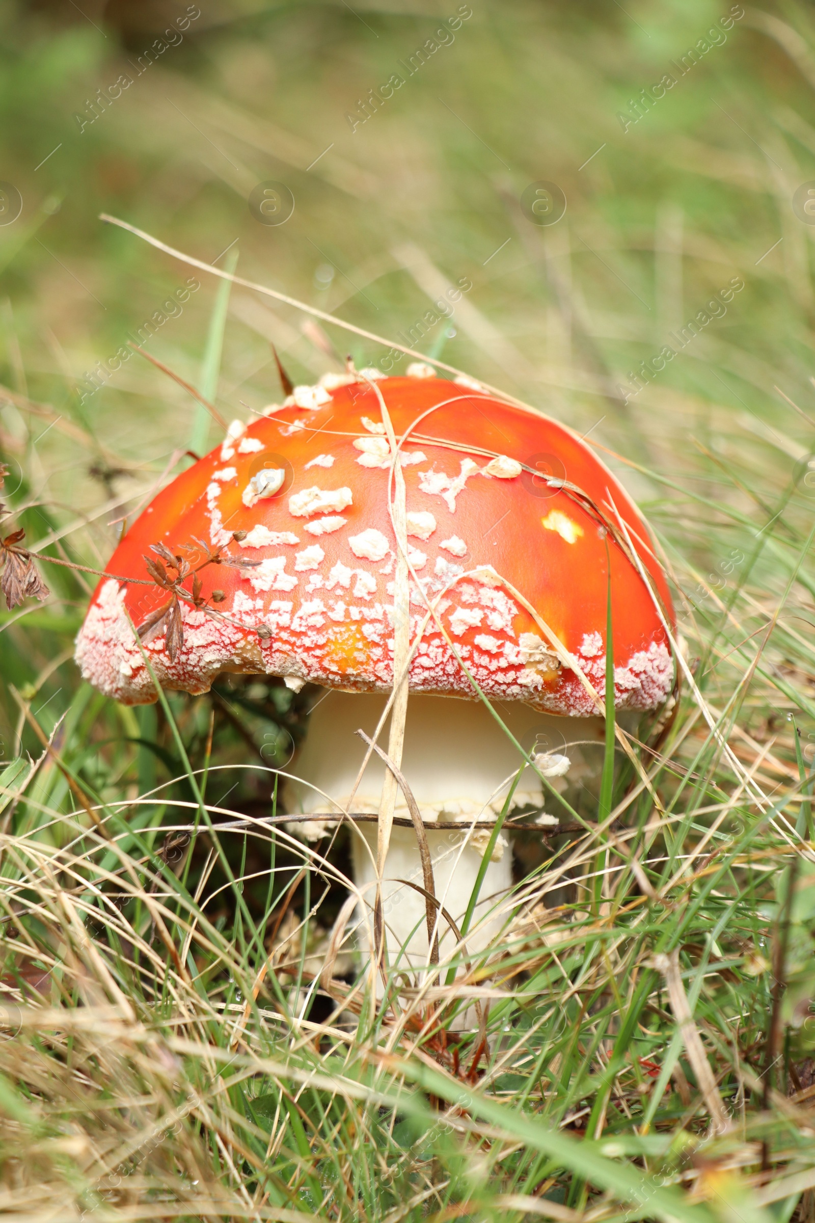 Photo of Small mushroom growing in green grass, closeup view