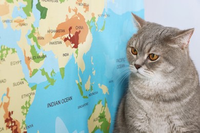 Photo of Cute cat near world map, space for text. Travel with pet concept