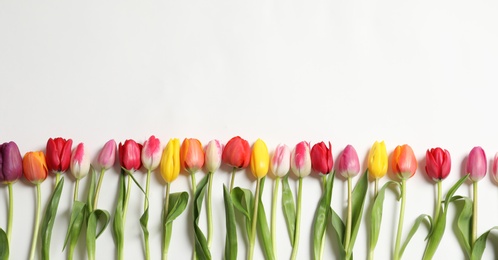 Photo of Beautiful spring tulips on white background, top view