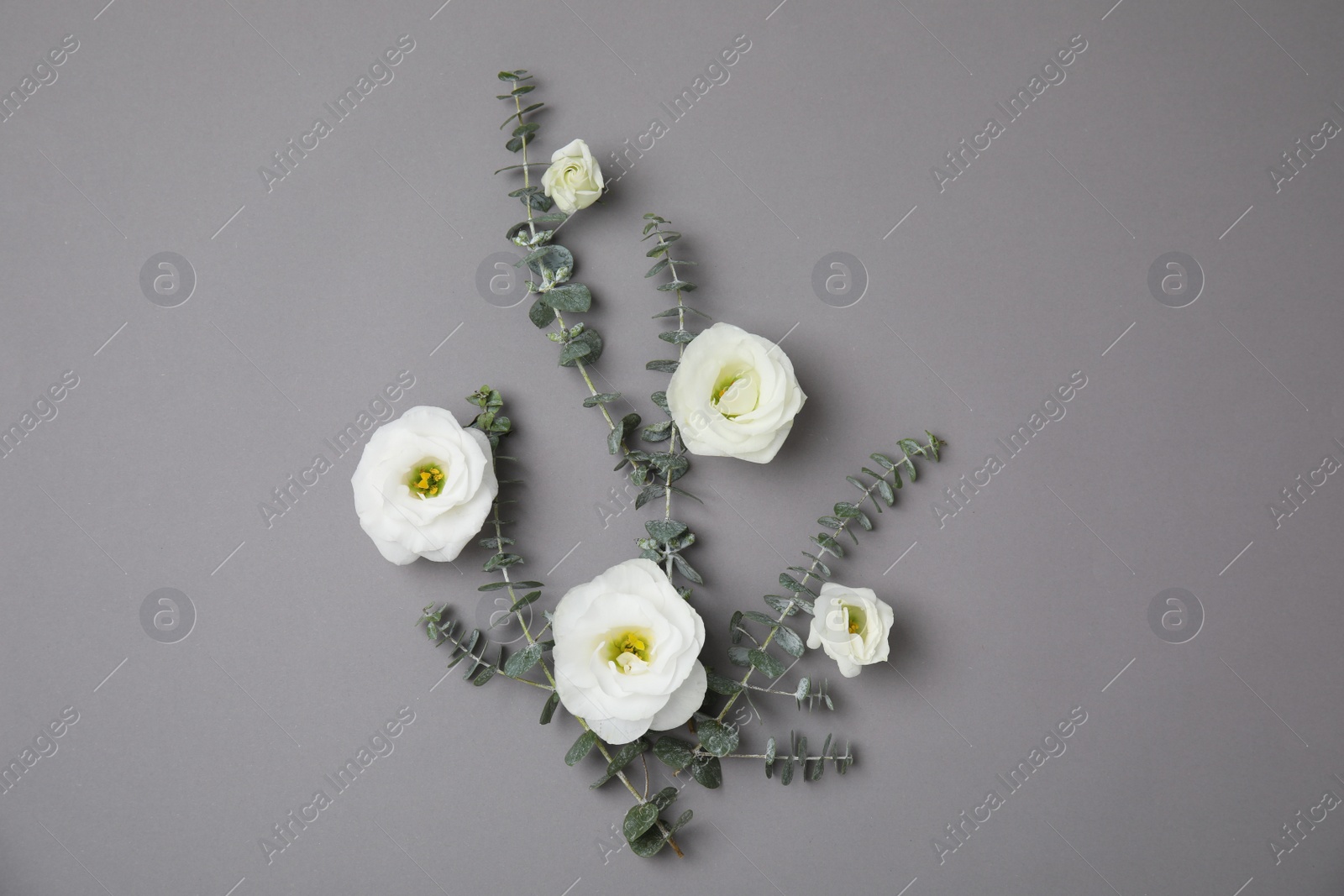 Photo of Flat lay composition with fresh eucalyptus leaves and flowers on color background