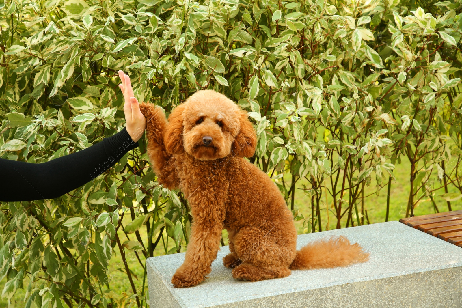 Photo of Cute dog giving high five to woman outdoors, closeup